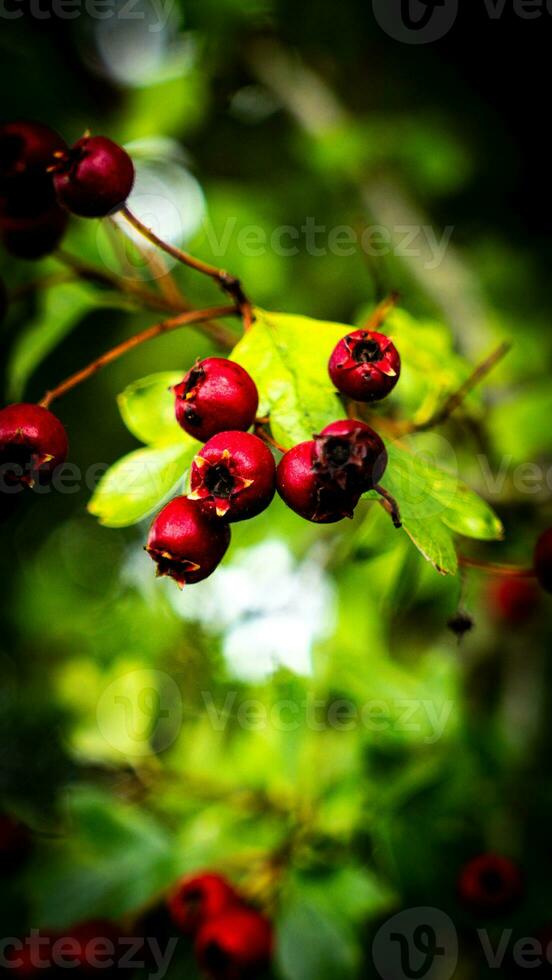 AI generated Macro Closeup of Ripe Hawthorn Berries in Autumn photo