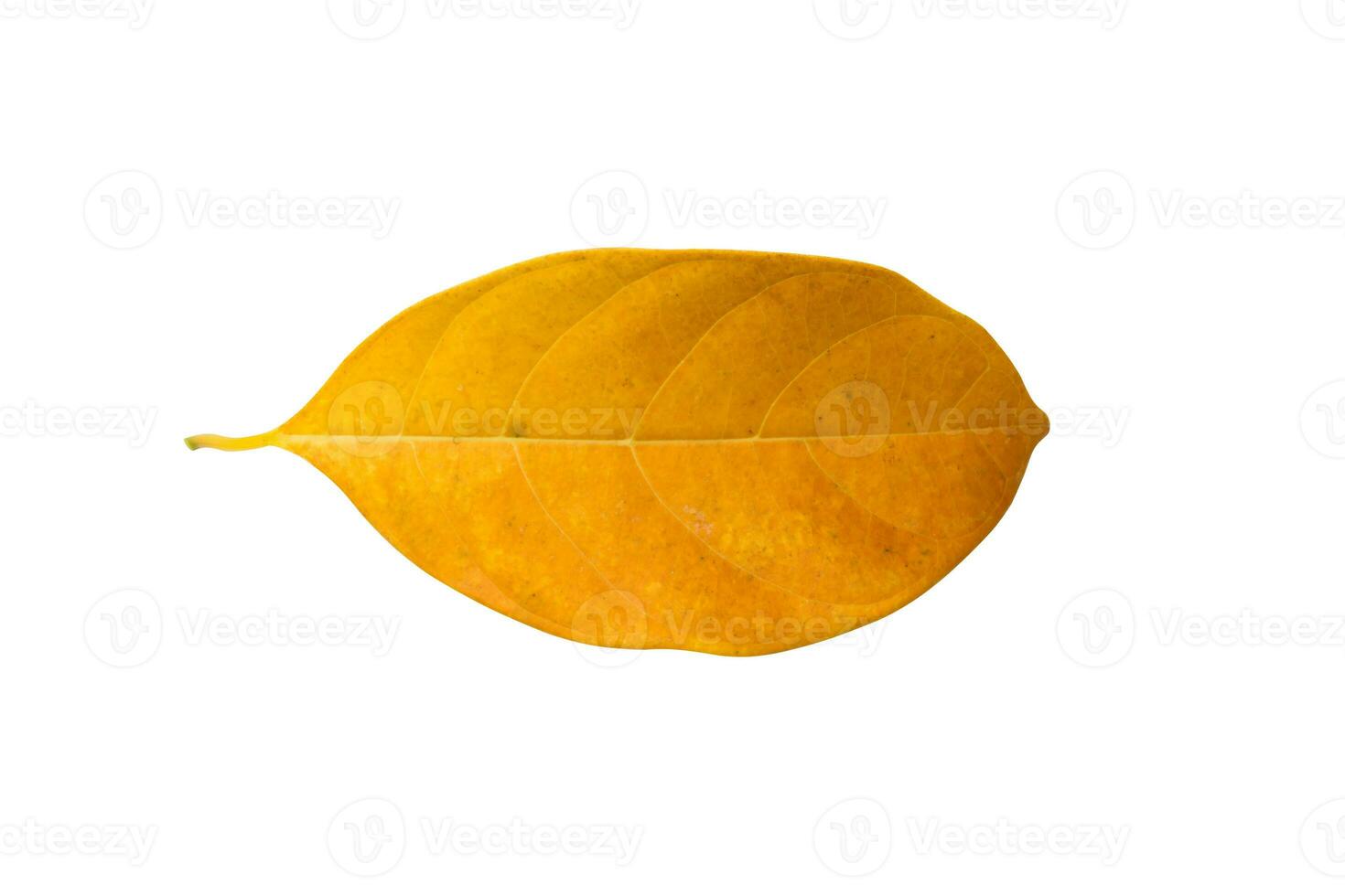 Jackfruit leaves on white background. photo