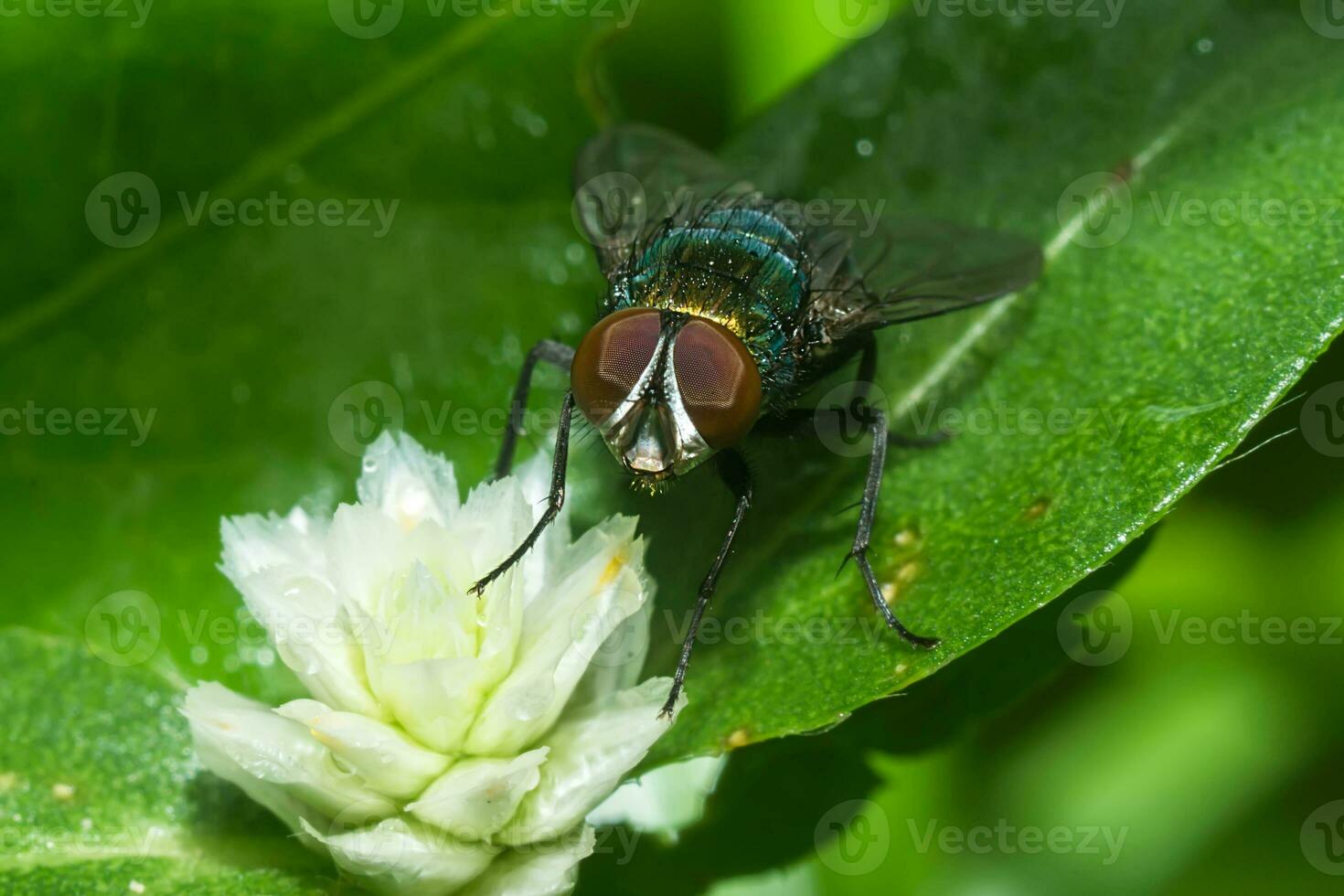 de cerca de casa volar. foto