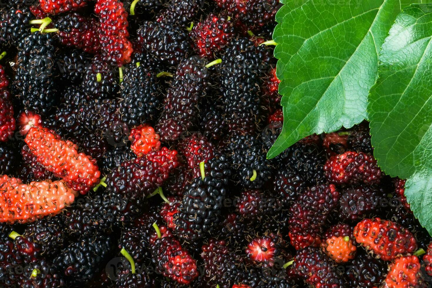 Black and red mulberry background. photo