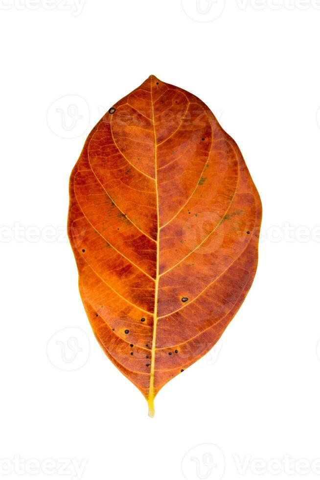 Close up orange leaf on white background. photo