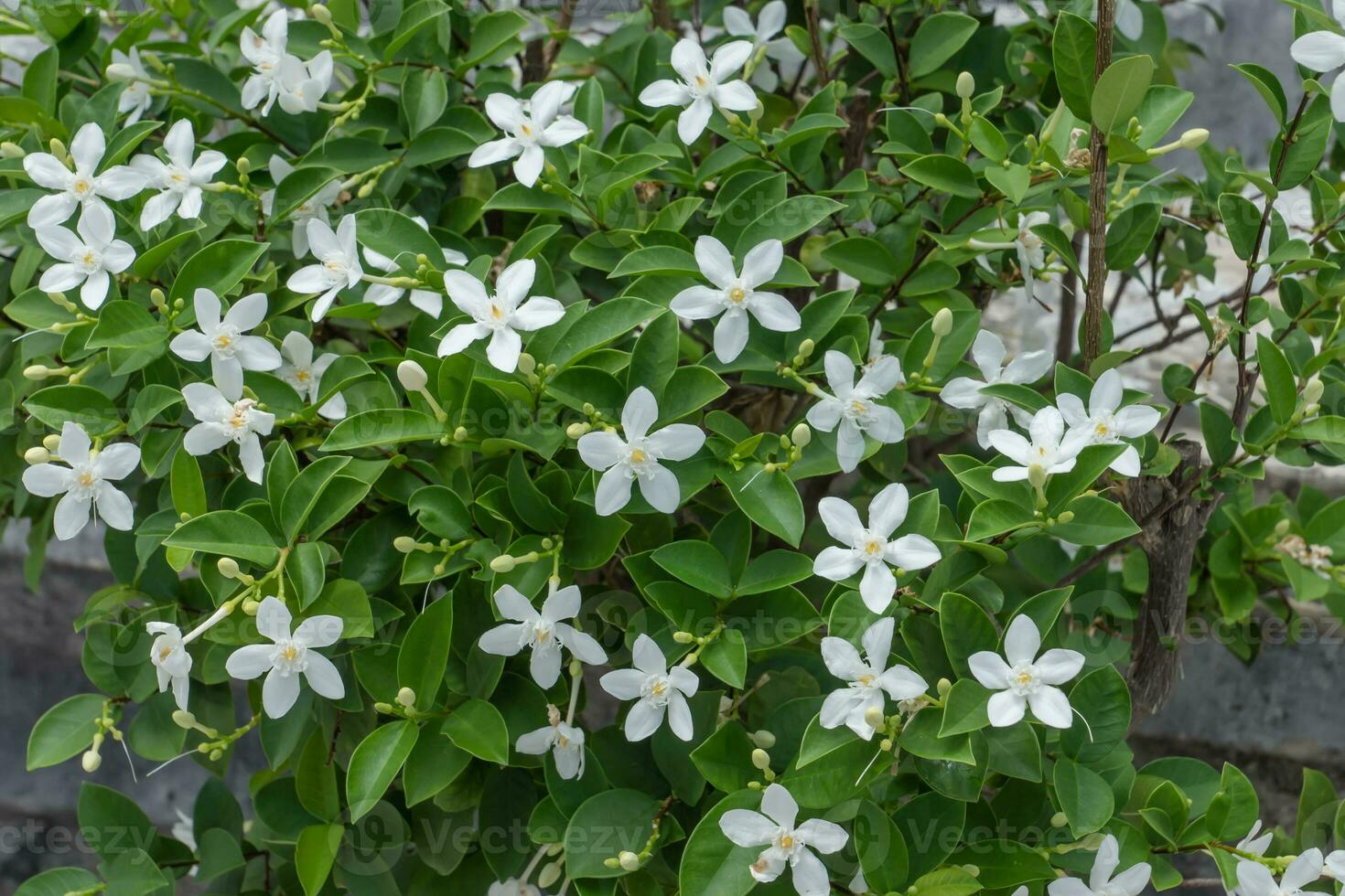 close up white gardenia flower in garden photo