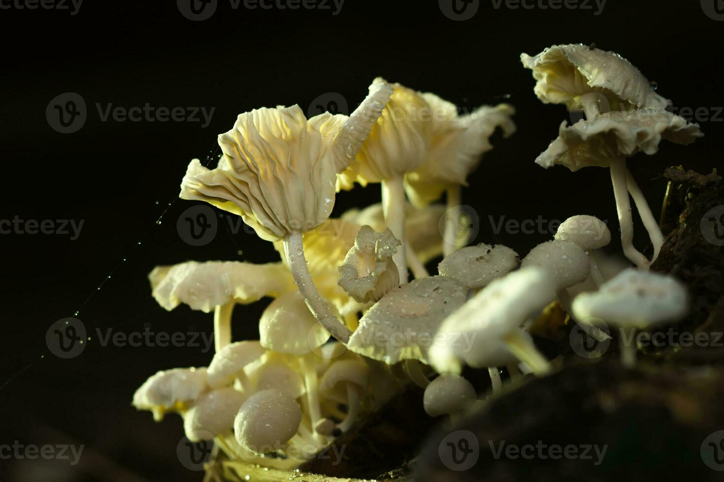 A group of poisonous mushrooms in the forest. photo