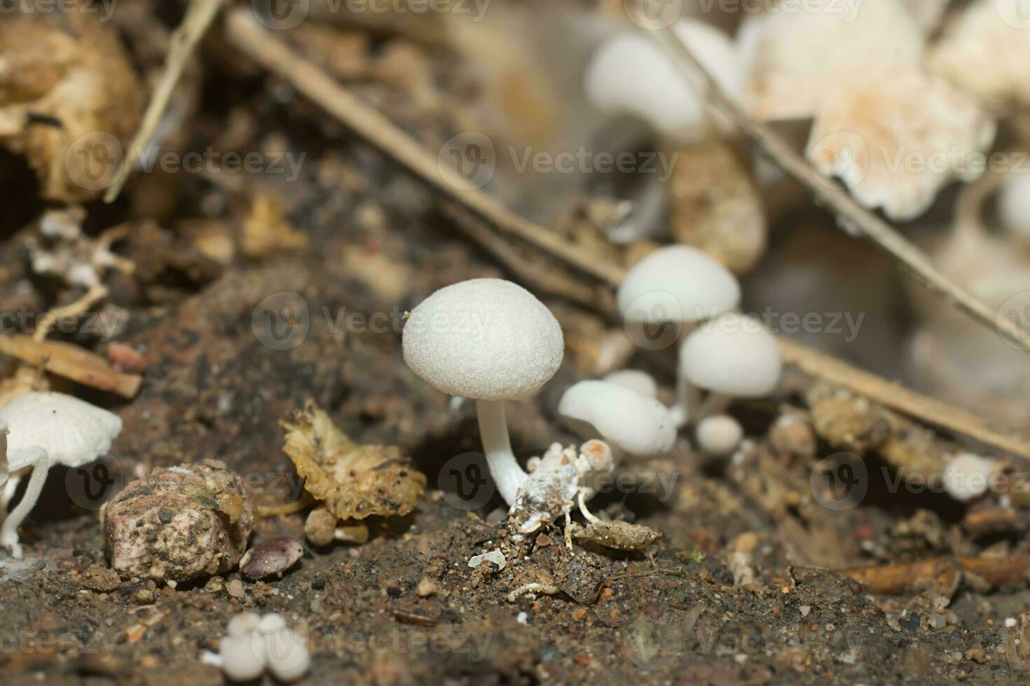 A group of poisonous mushrooms in the forest. photo