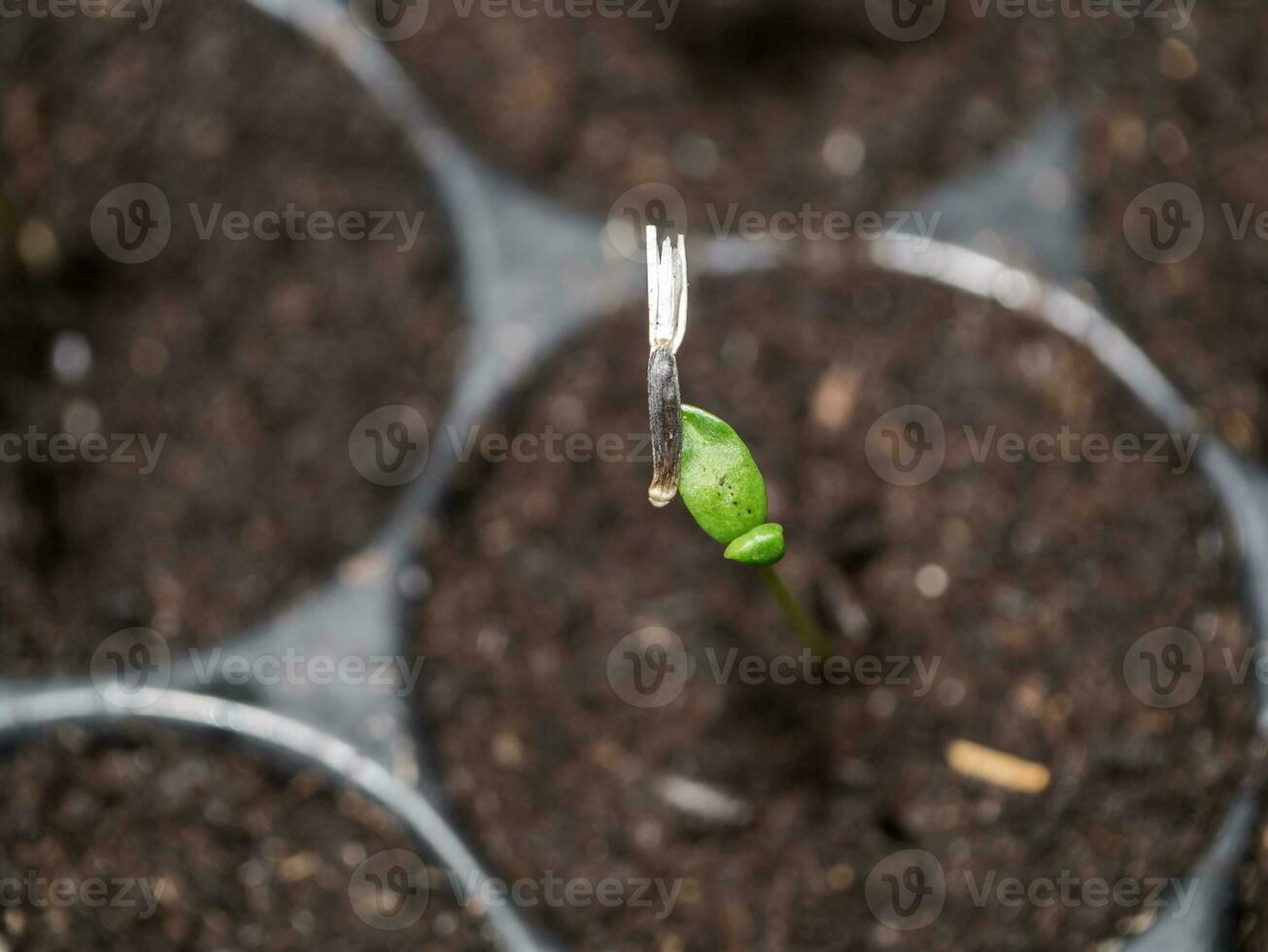 Sprout seeds of marigolds are grown. photo