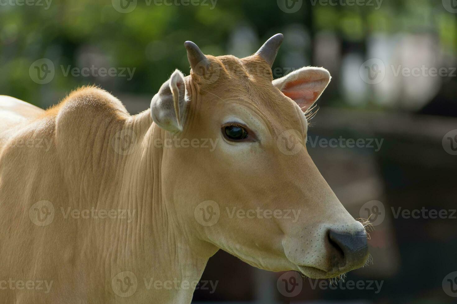 Cows are looking to shoot. photo