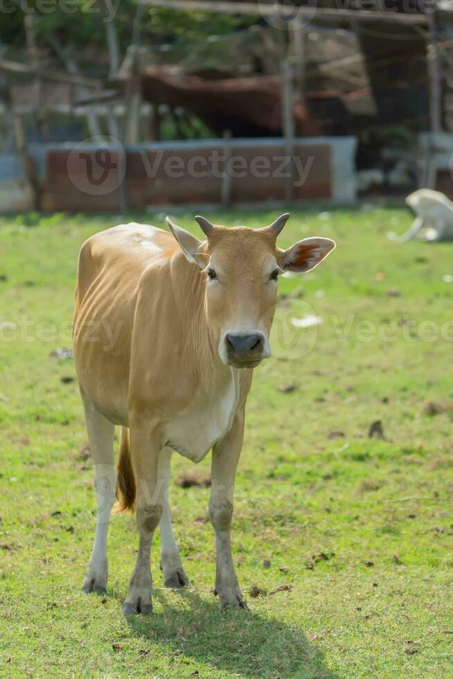 vacas son mirando a disparo. foto