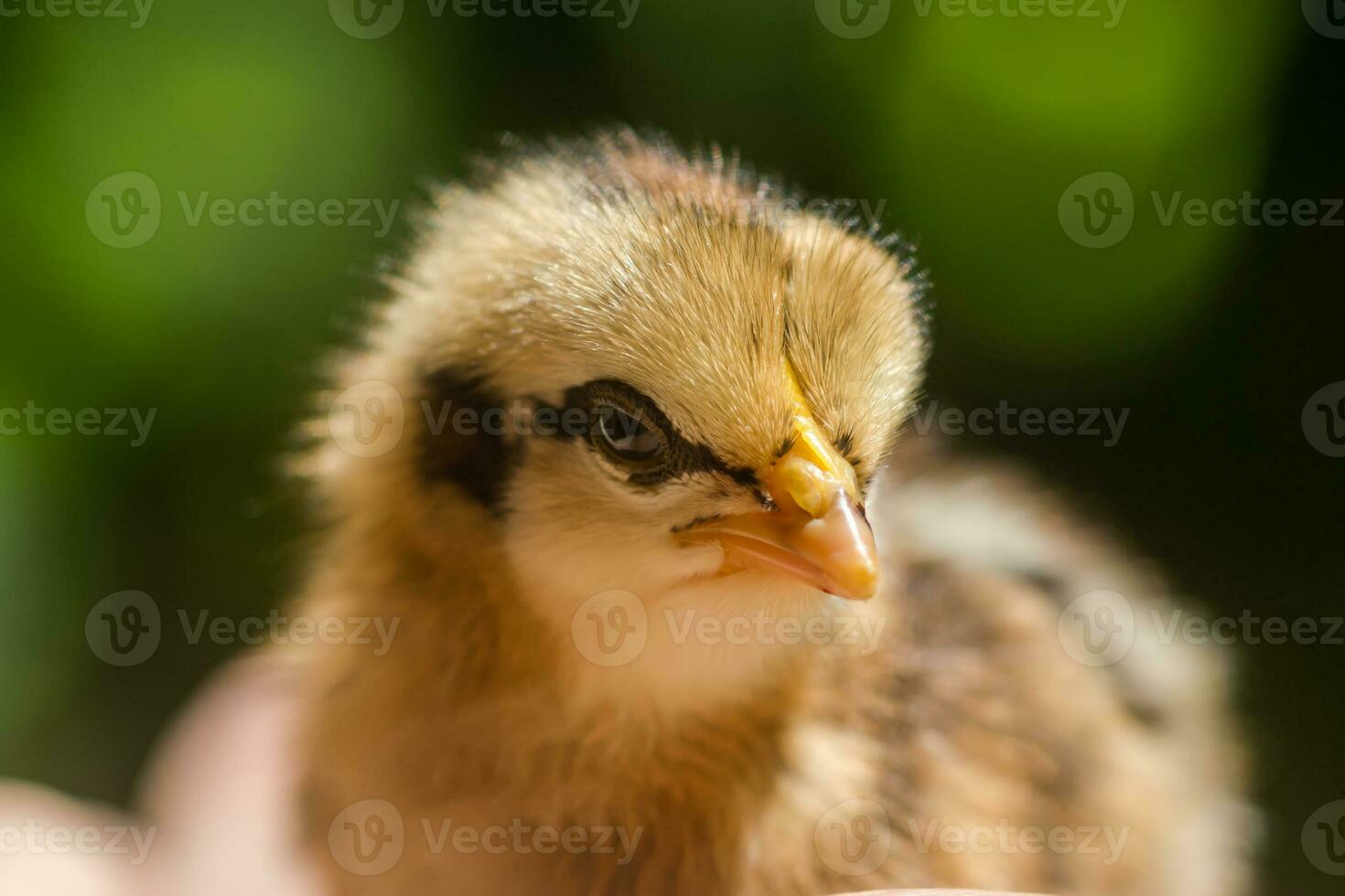 Close up Little chicken. photo