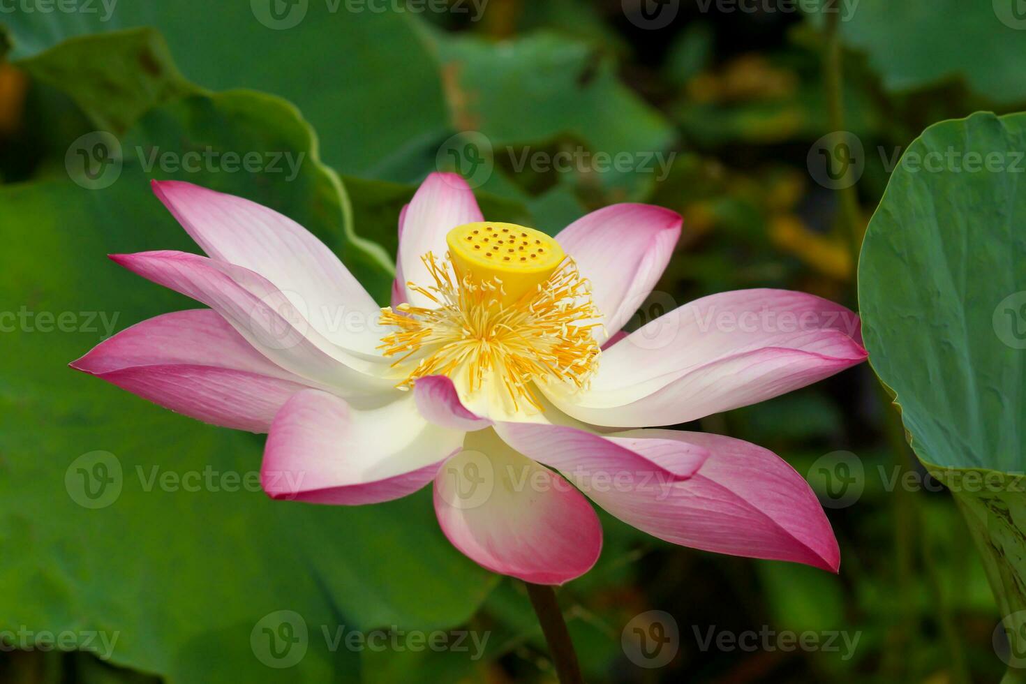 Beautiful pink lotus flower photo