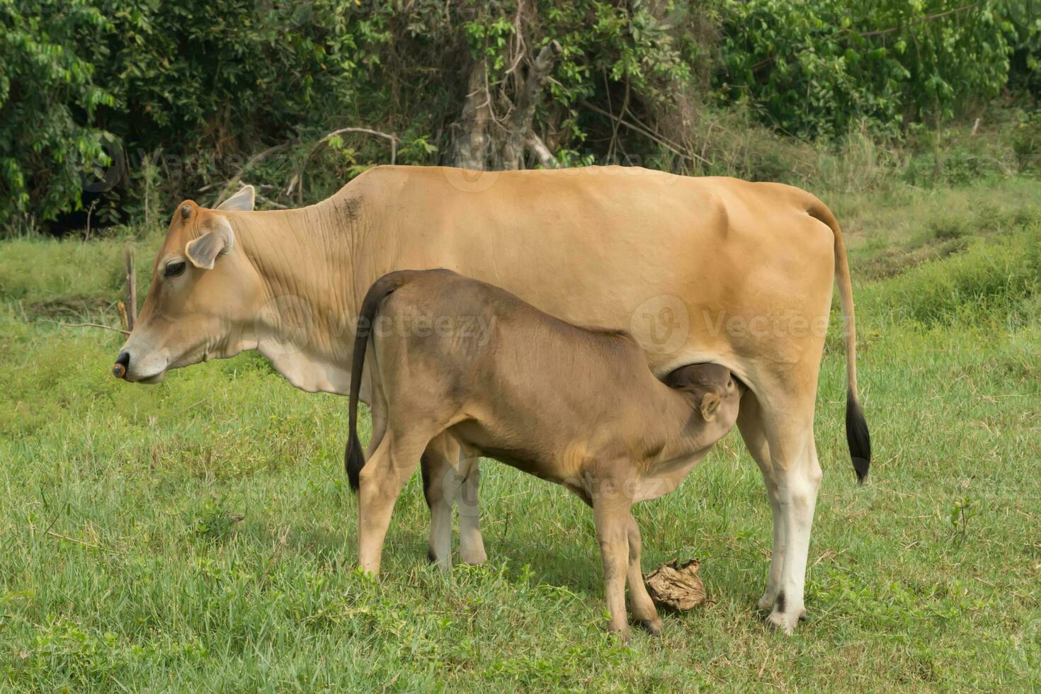 The calf was suckling from the mother cow. photo