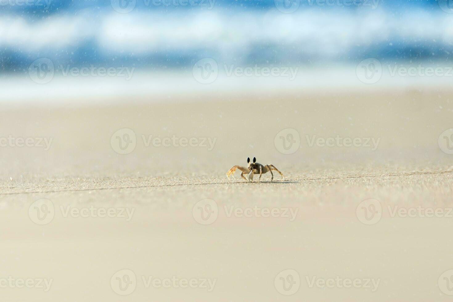 Ghost crab running on the beach photo