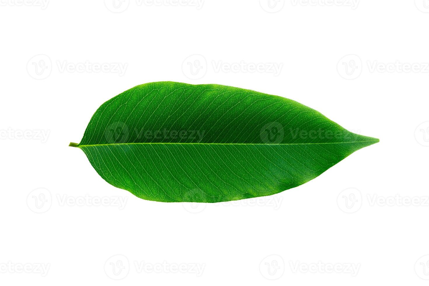 Green leaf on white background. photo