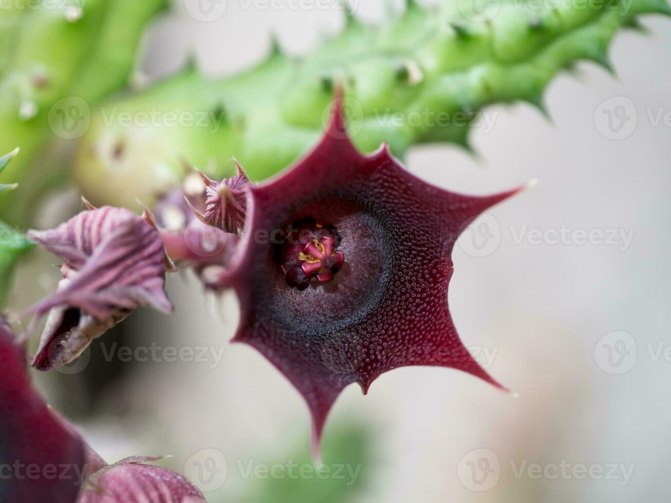 Closeup of Cactus Flower - Huernia humilis Haworth photo