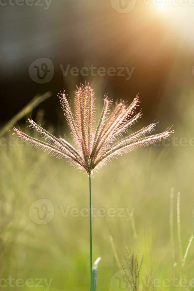 Close up of flower grass with light. photo