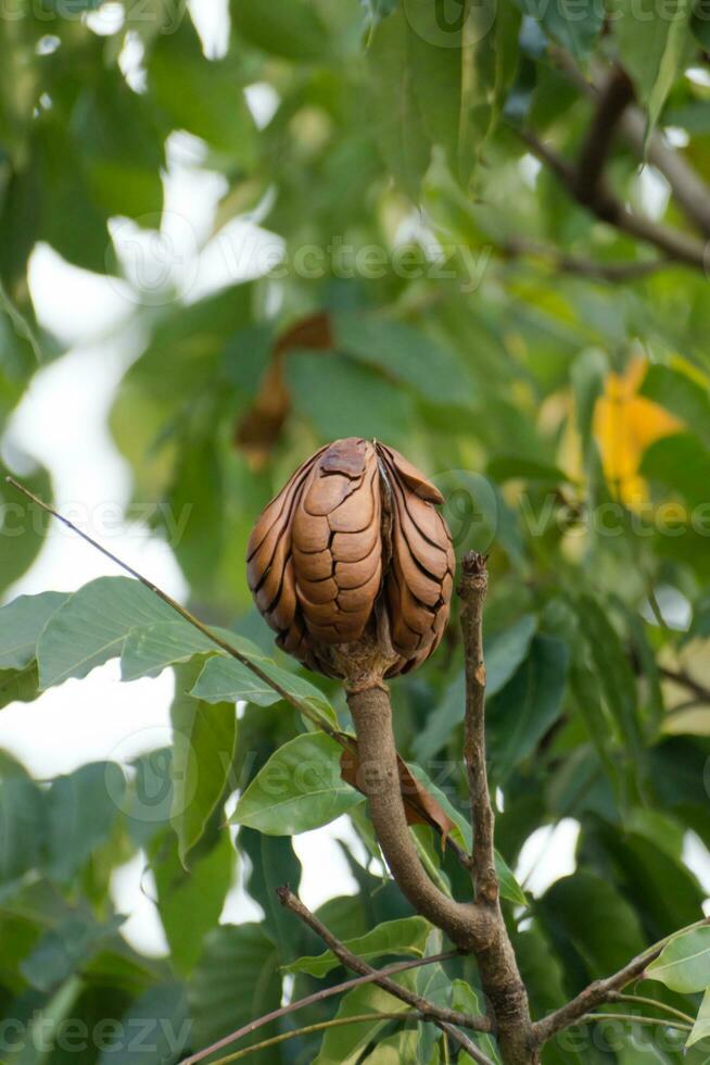 Broad Leaf Mahogany, False Mahogany seeds on tree. photo