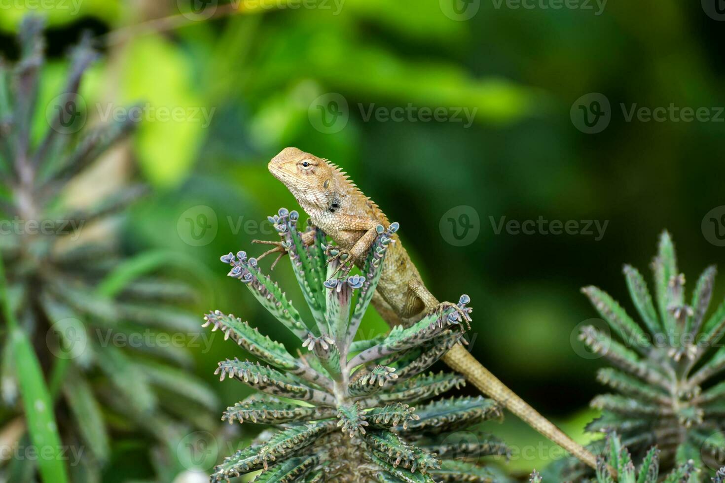 Close up of lizard on tree. photo