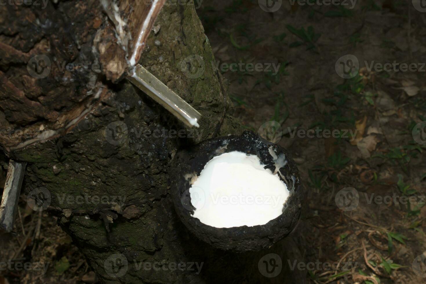 Rubber Latex of rubber trees. photo