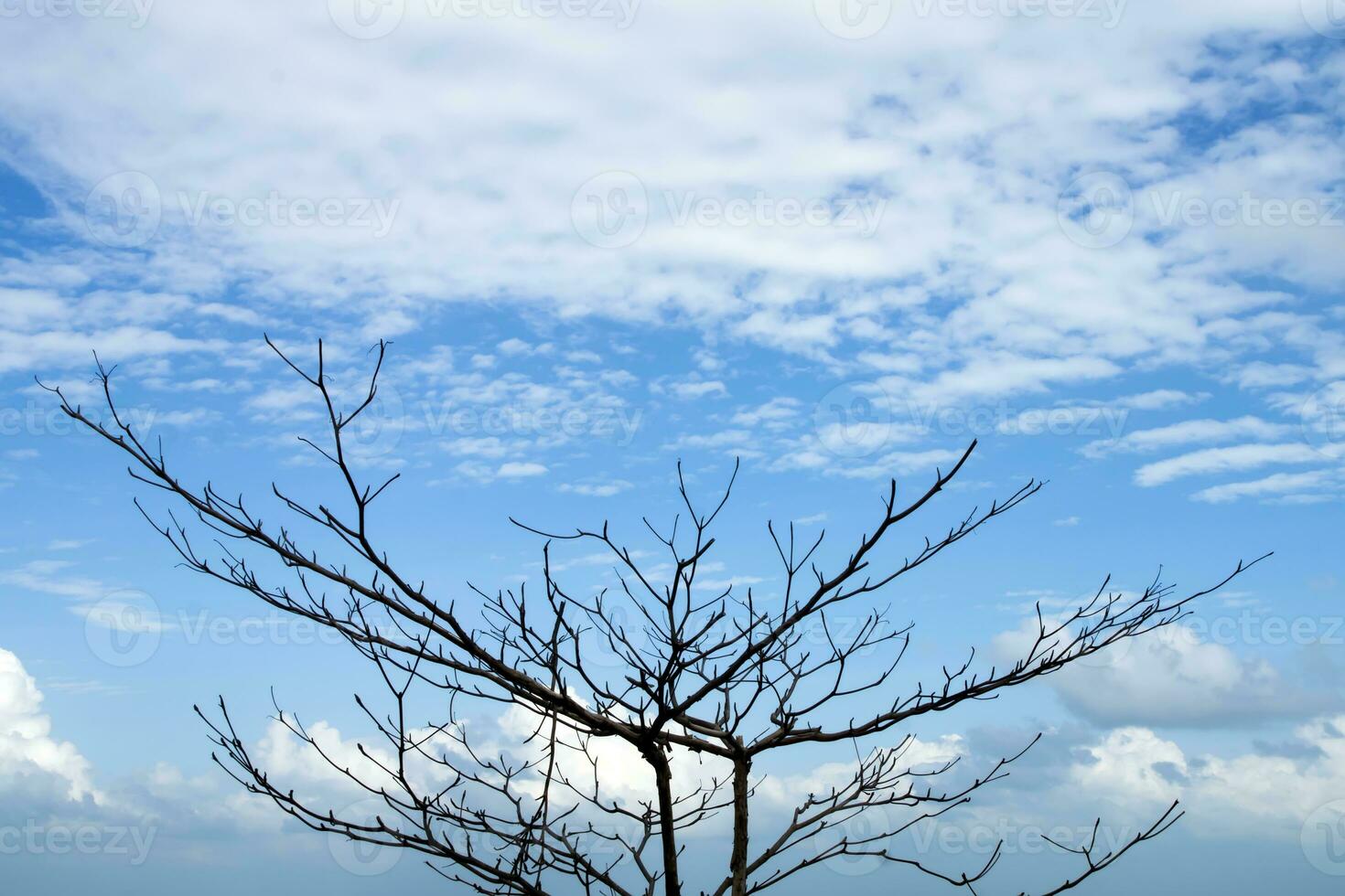 Dead tree branches with blue sky and cloud. photo