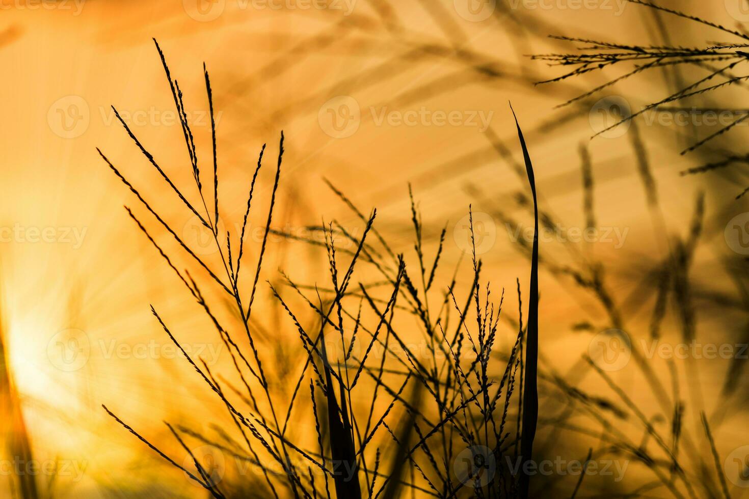 Silhouettes of Flower grass and sunlight. photo