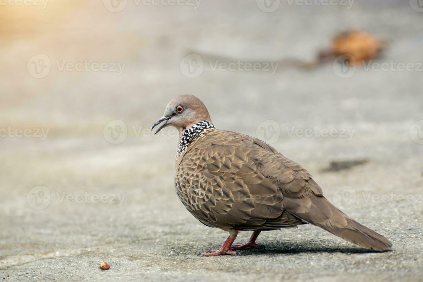 Spotted Dove Streptopelia chinensis photo