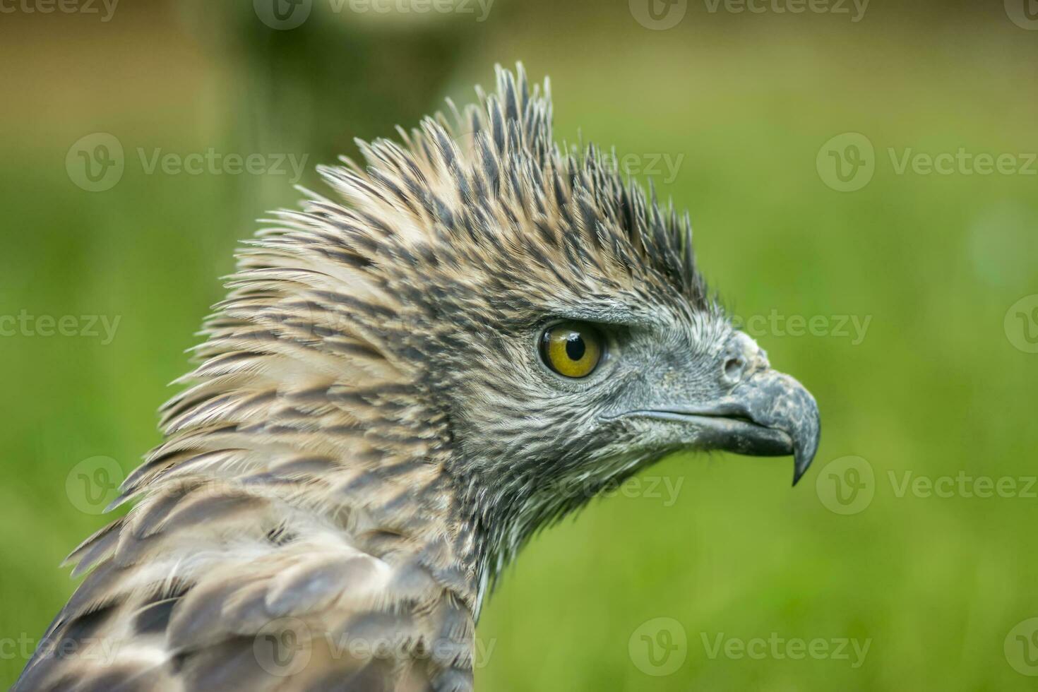 cerca arriba cabeza de un cambiable halcón-águila foto