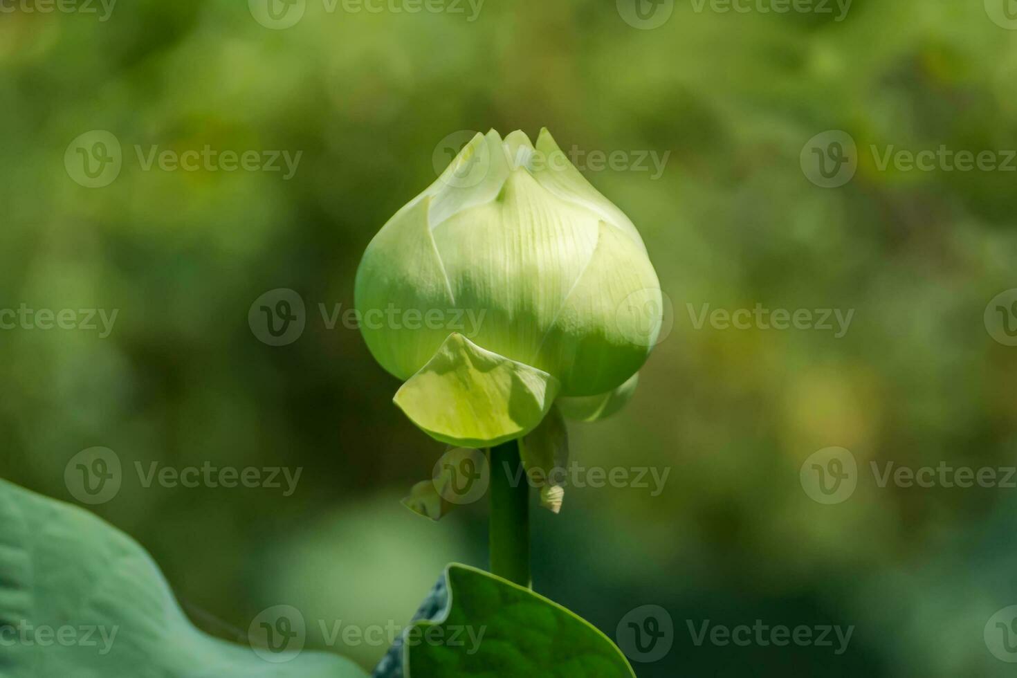 Green lotus flower. - magnolia lotus, album plenum. photo