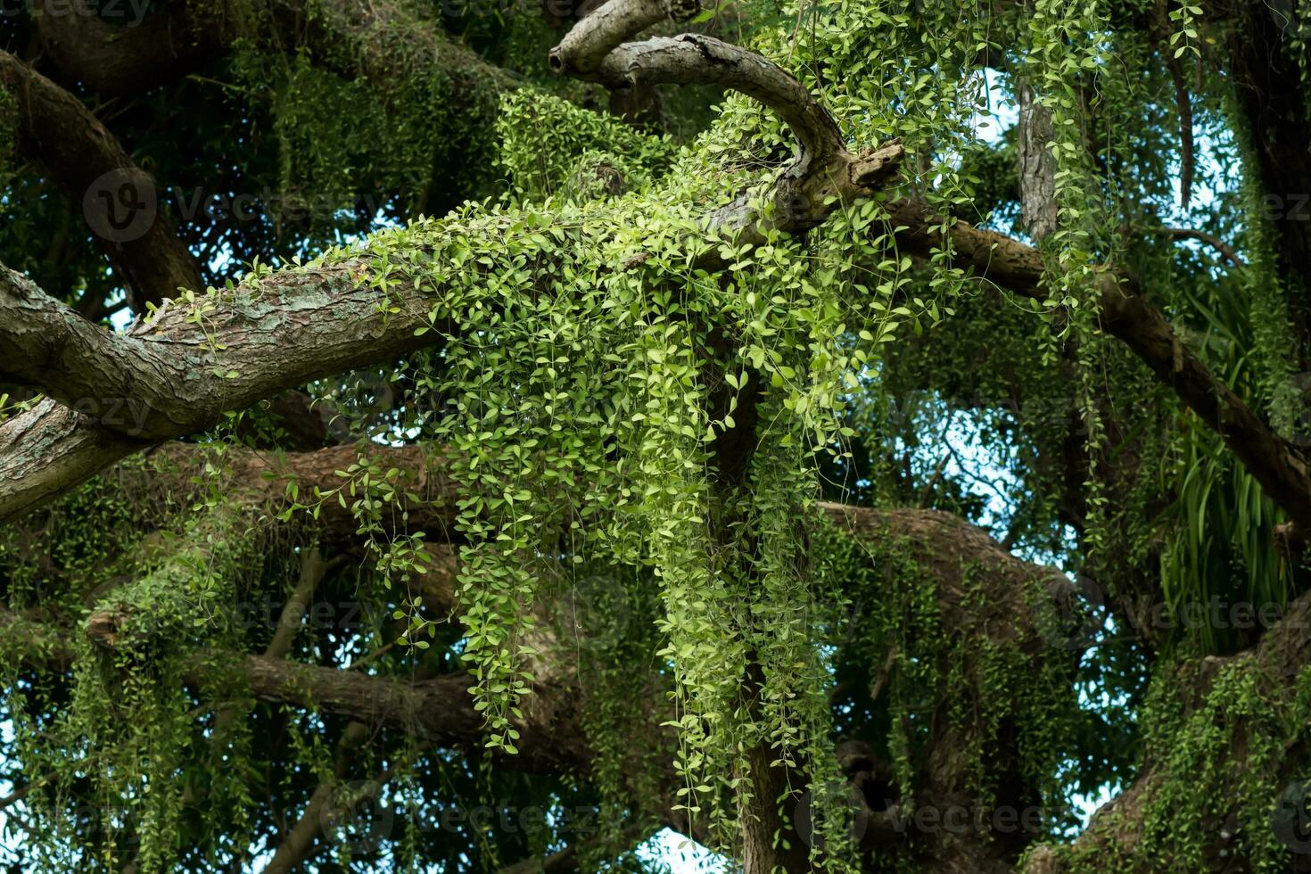dischidia nummularia variegata en árbol. foto