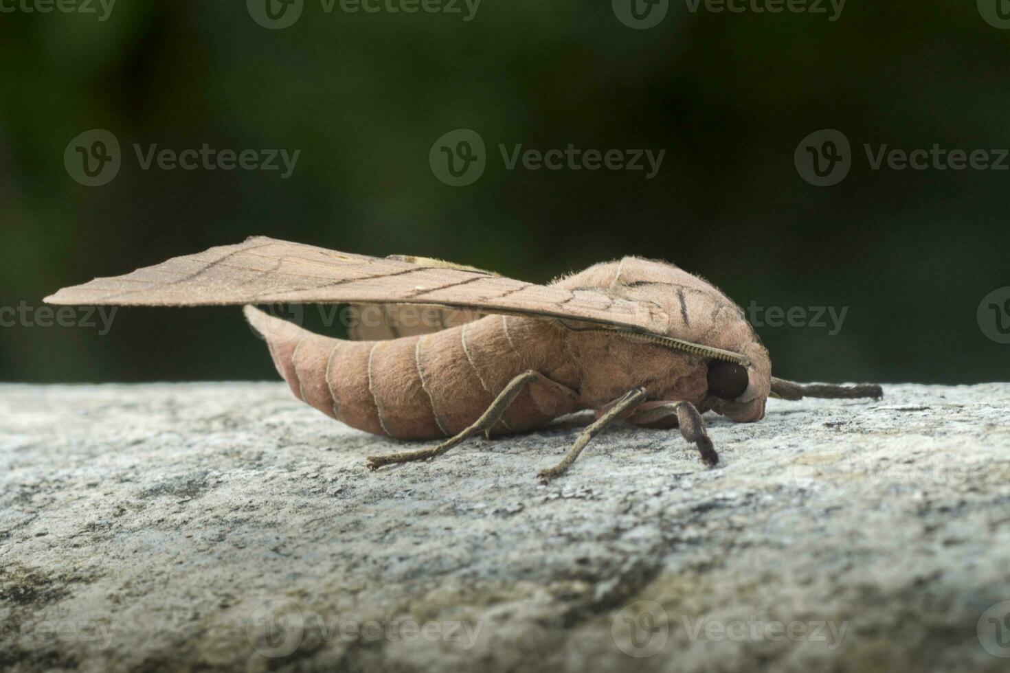 Ambulyx pryeri is a moth of the Sphingidae family photo