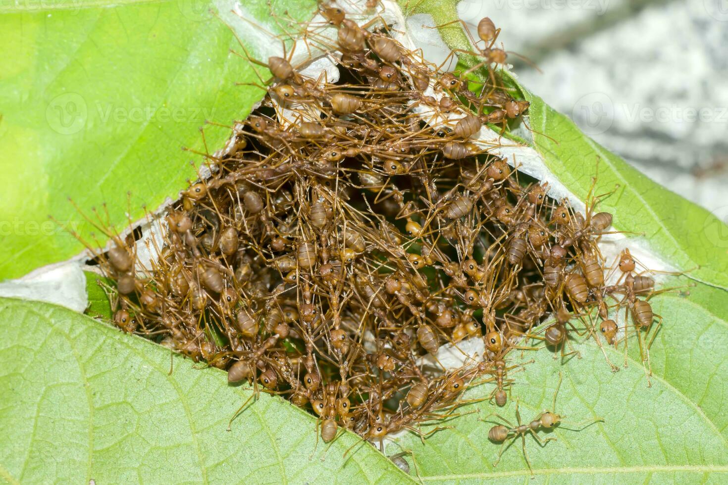 Unity of ants And nest building photo