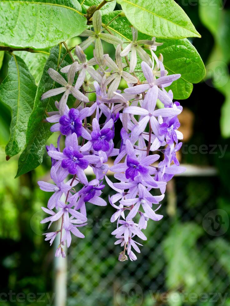 Petrea Flowers on the tree. photo