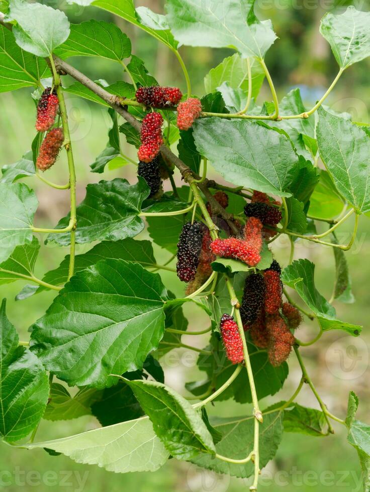 Fresh organic mulberry. photo