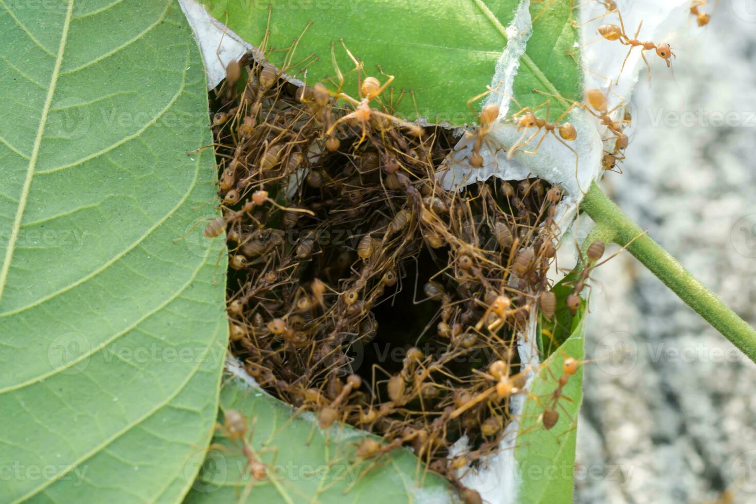 Unity of ants And nest building photo
