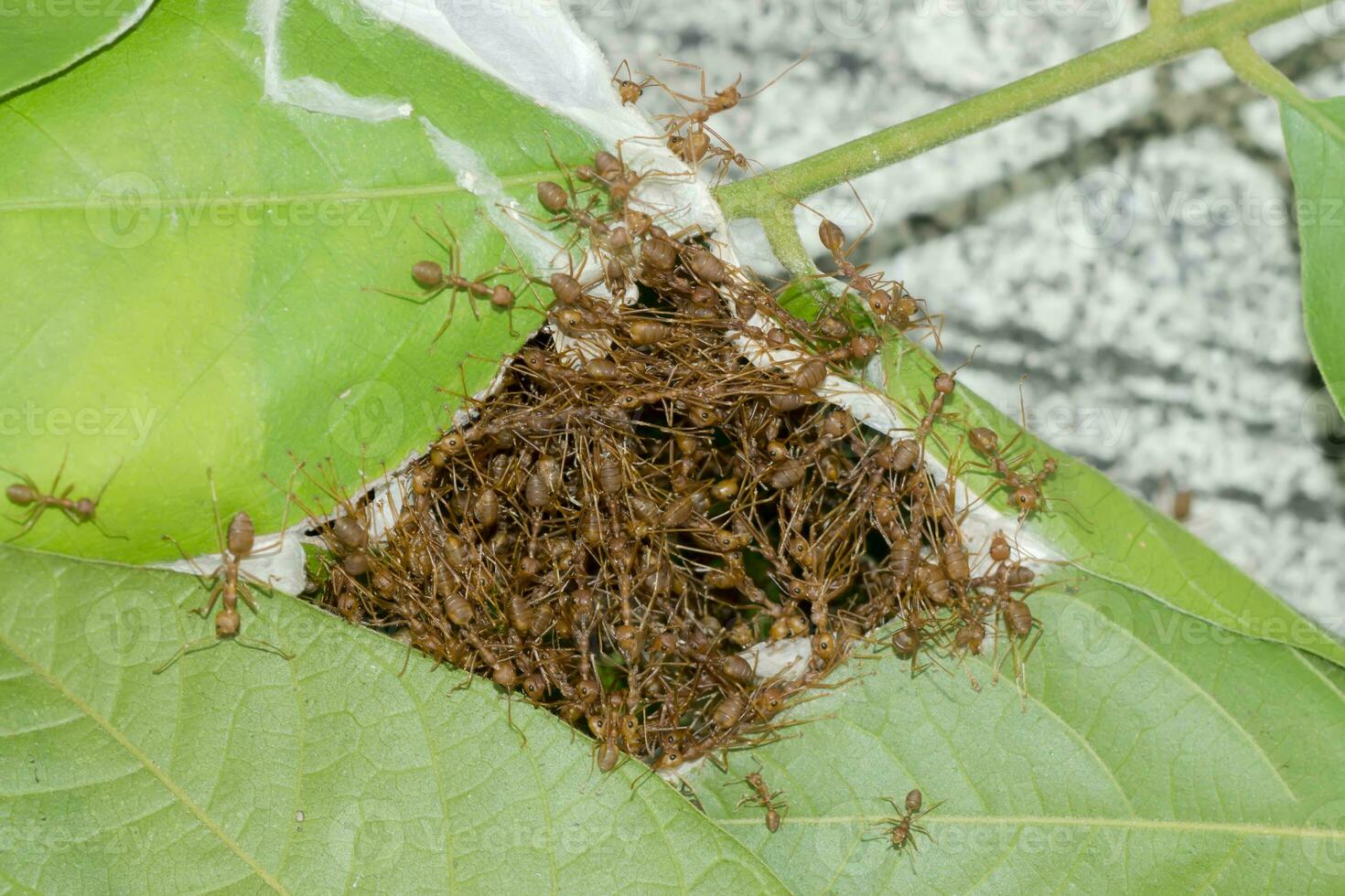 Unity of ants And nest building photo