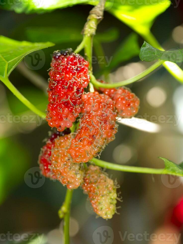 fresh organic mulberry photo