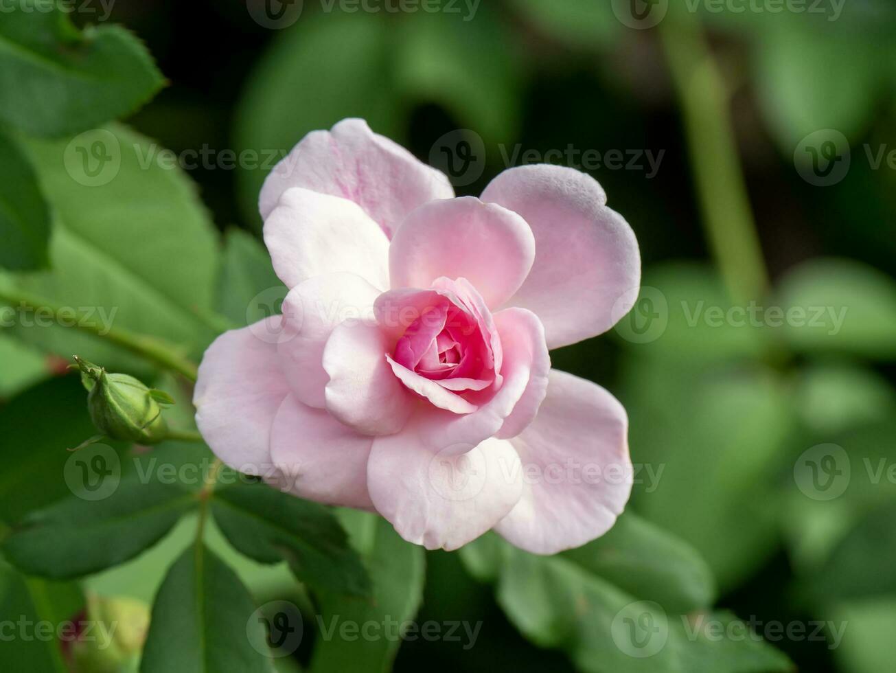 Close up Pink Rose flower on blur background. photo