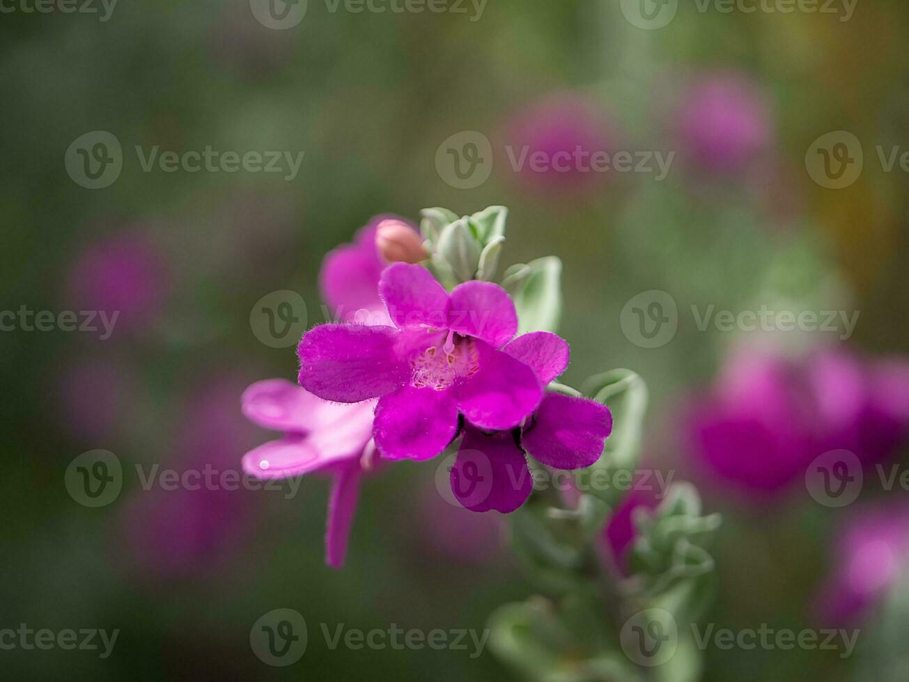 Close up Ash Plant, Barometer Brush, Purple Sage, Texas Ranger flower. photo