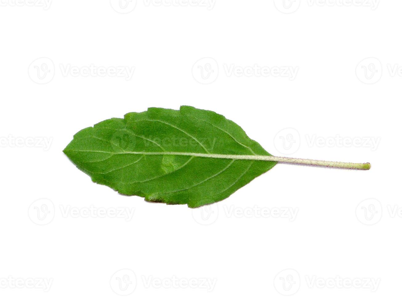 Close up Holy Basil, Sacred Basil leaves on white background. photo