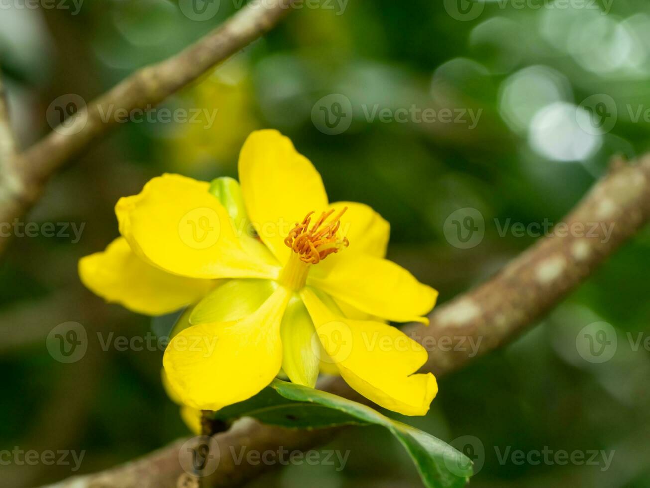 Close up Yellow flower of Micky mouse flower with blur background. photo