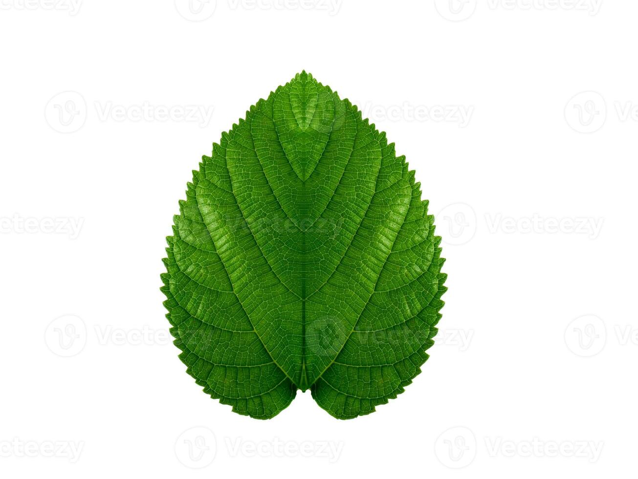 Close up green mulberry leaf on white background. photo