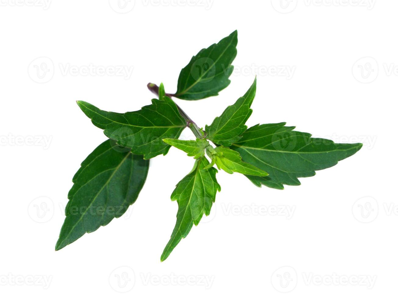 Close up Cat's whisker, Java tea, Misai kuching leaves on white background. photo