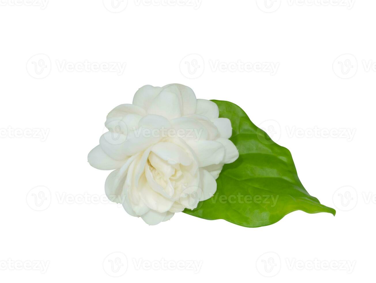 Close up of white jasmine flower on white background. photo
