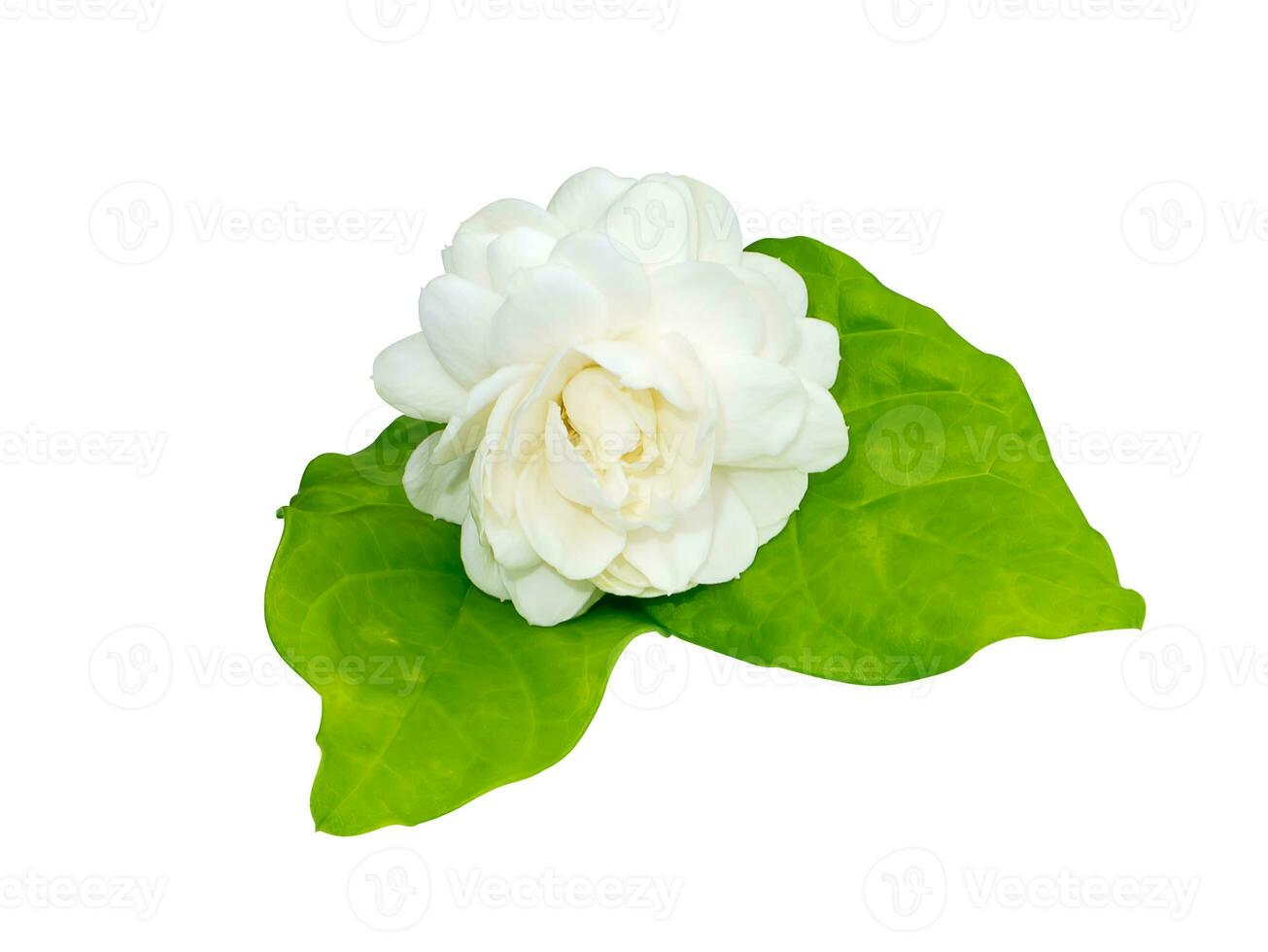 Close up of white jasmine flower on white background. photo