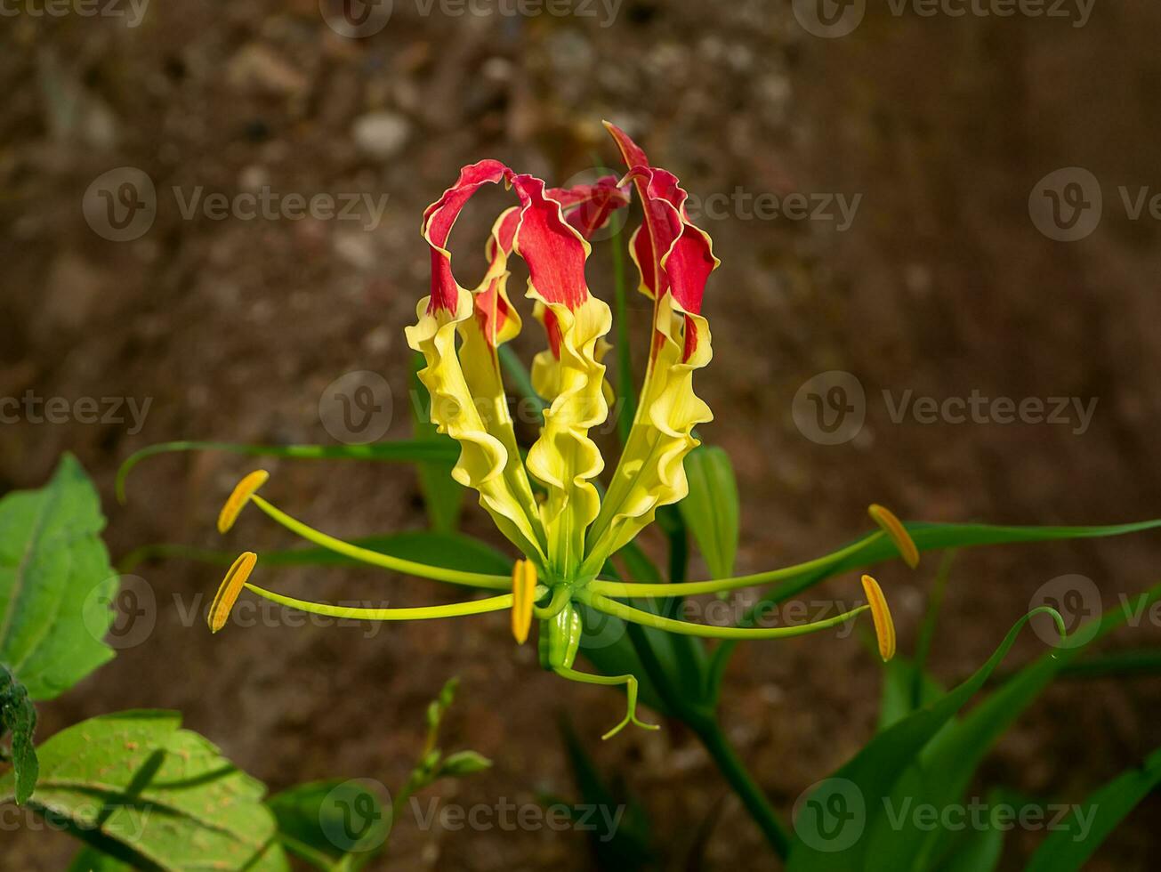 cerca arriba fuego lirio, alpinismo lirio, turco gorra flor con difuminar antecedentes. foto