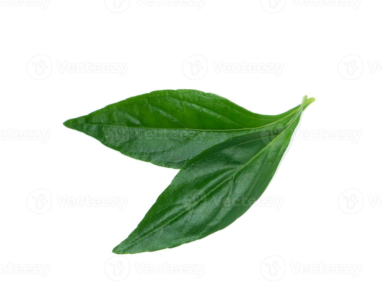 Close up The Creat plant,  Kariyat leaves with white background. photo