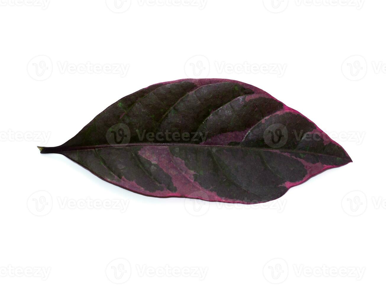 Close up Dark caricature leaves on white background. photo