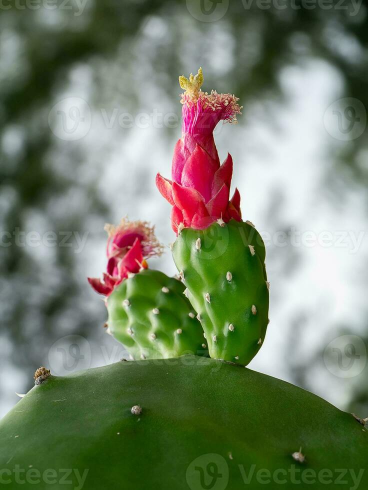 Close up blooming cactus flower on tree with blur background. photo