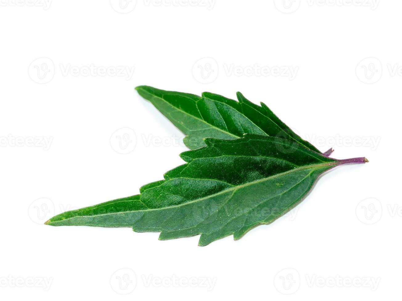Close up Cat's whisker, Java tea, Misai kuching leaves on white background. photo