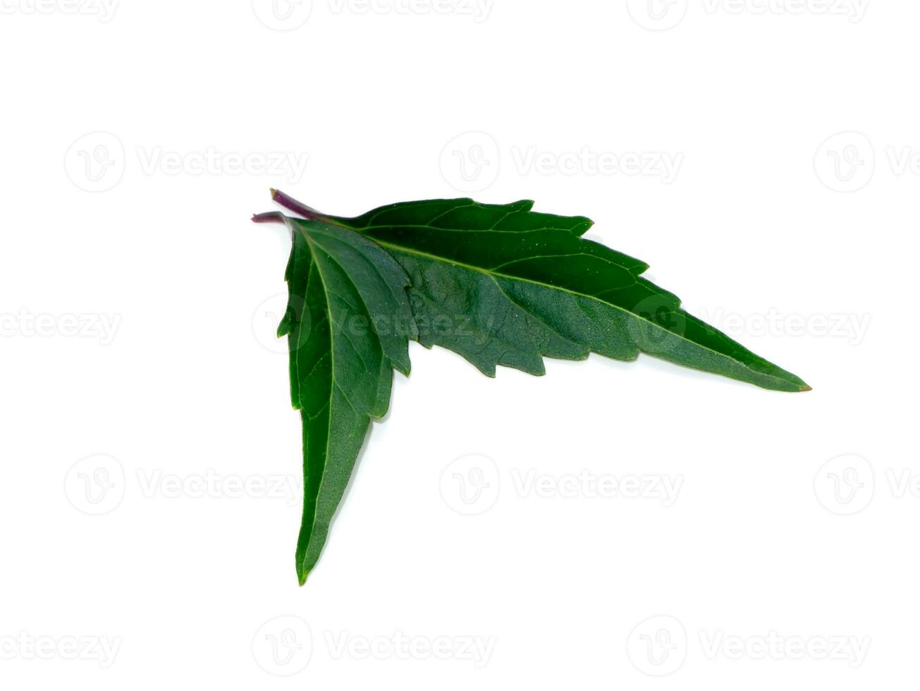 Close up Cat's whisker, Java tea, Misai kuching leaves on white background. photo