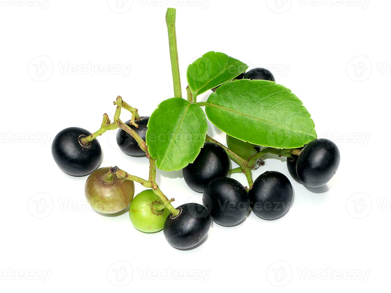 Close up of True virginia creeper fruit on white background. photo