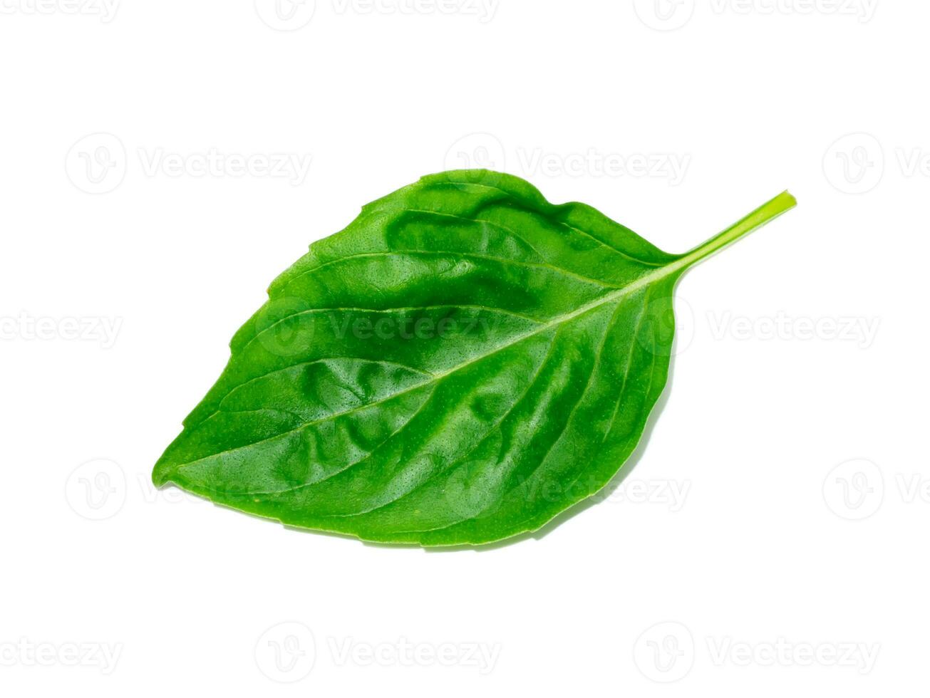 Close up Sweet Basil leaf on white background. photo